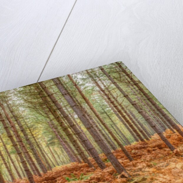 Tall trees in Autumn forest by Assaf Frank